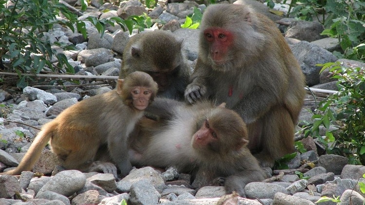 things to do in halong bay - spot the birdlife and wildlife on cat ba island