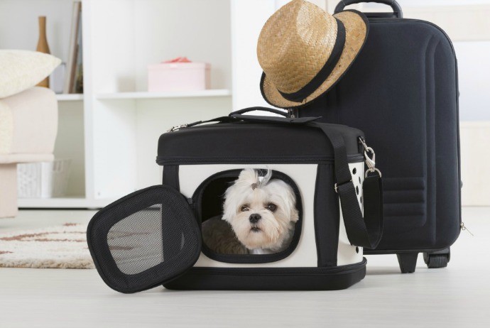 Traveling with pets and food products