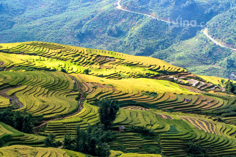 5 Most Beautiful Rice Field Terraces In Vietnam