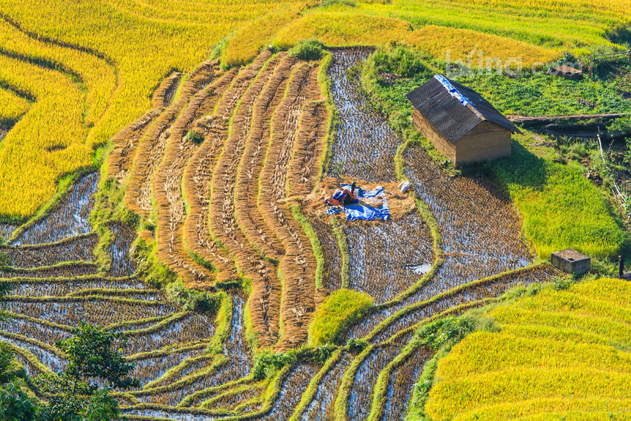 Rice filed of terraces