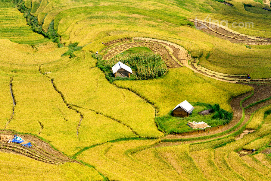 Rice filed of terraces