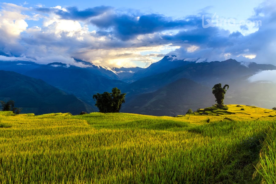 Rice filed of terraces