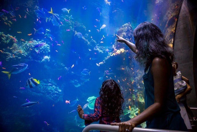 what to do in vinpearl land in nha trang - aquarium