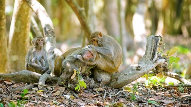 monkey island - senvangtravel