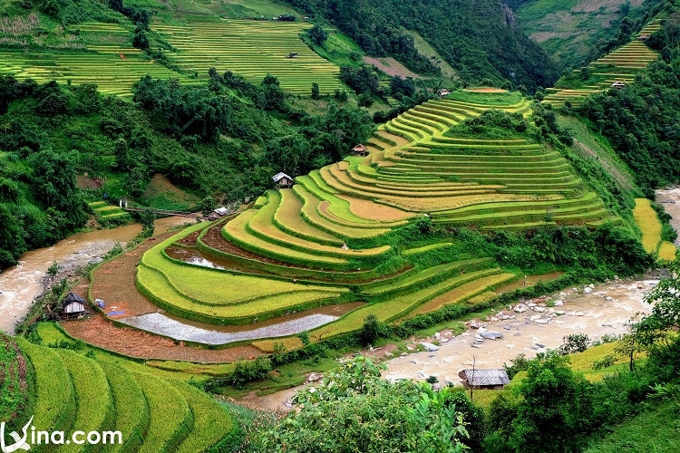 vietnam photos - mu cang chai golden rice fields