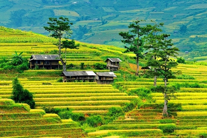 mu cang chai golden rice fields - lim mong village