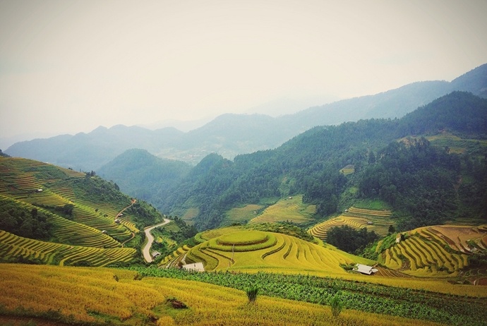 mu cang chai golden rice fields - mam xoi hill