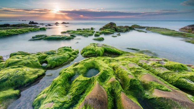 nam o reef danang, nam o reef vietnam