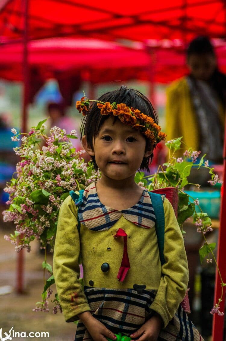 vietnam photos - buckwheat flower photos