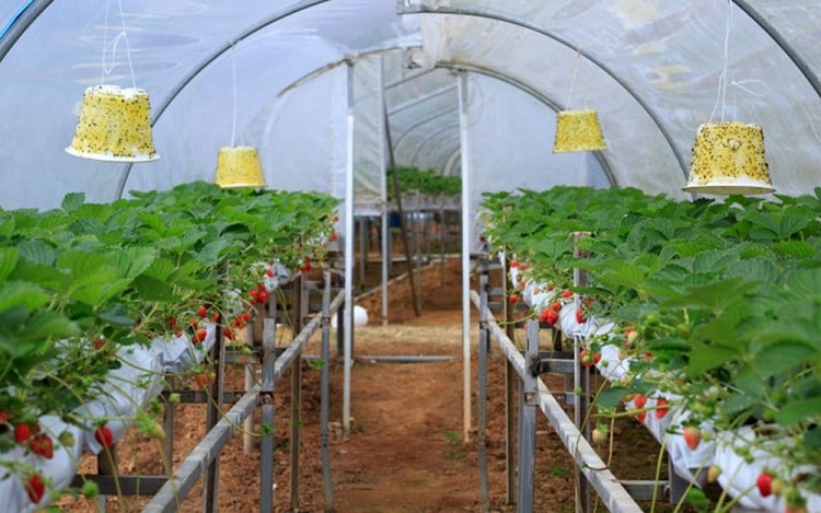 famous da lat strawberry farms - hiep luc (hiệp lực) strawberry farm