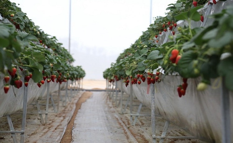 famous da lat strawberry farms - nguyen lam thanh strawberry farm