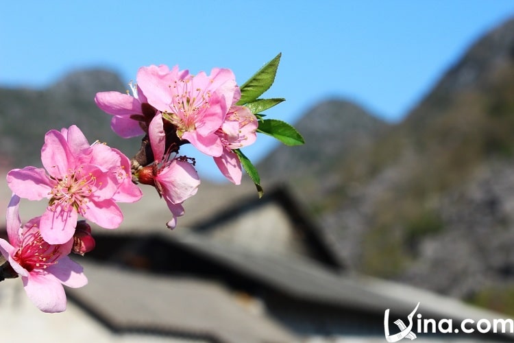 ha giang in spring photos - xuan