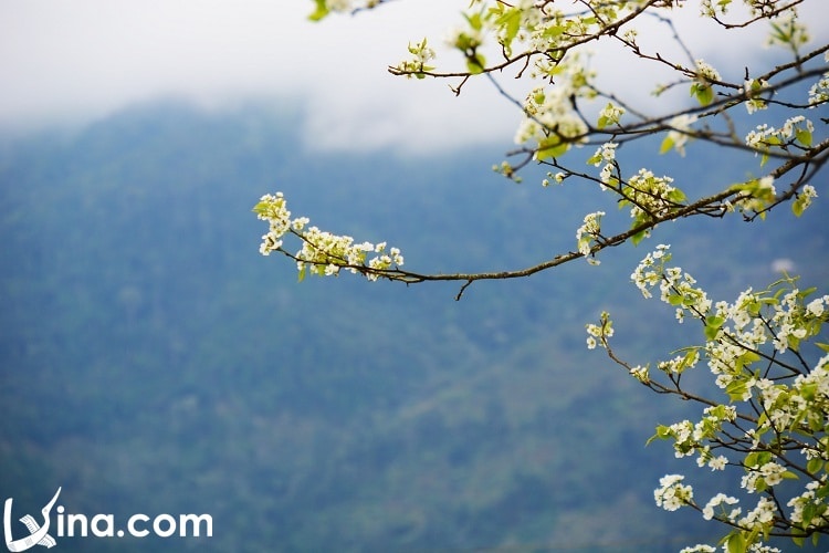 ha giang in spring travel - xuan