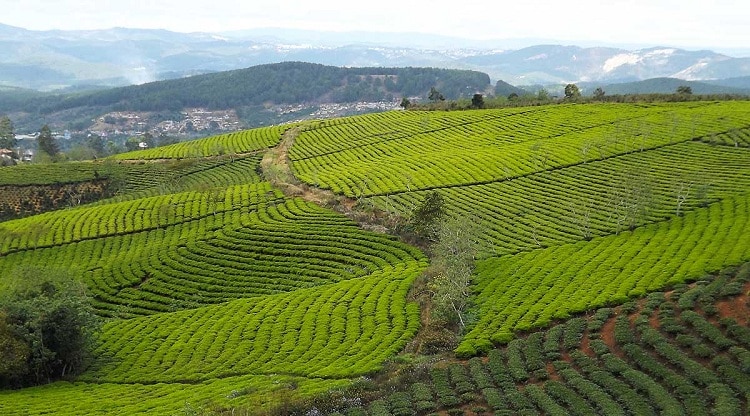 cau dat tea hill in vietnam