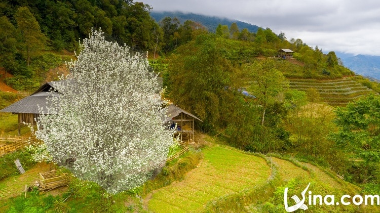 vietnam ha giang in spring - xuan