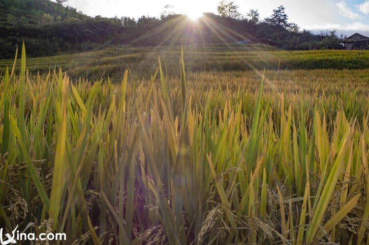 vietnam photos - landscape photos of y ty