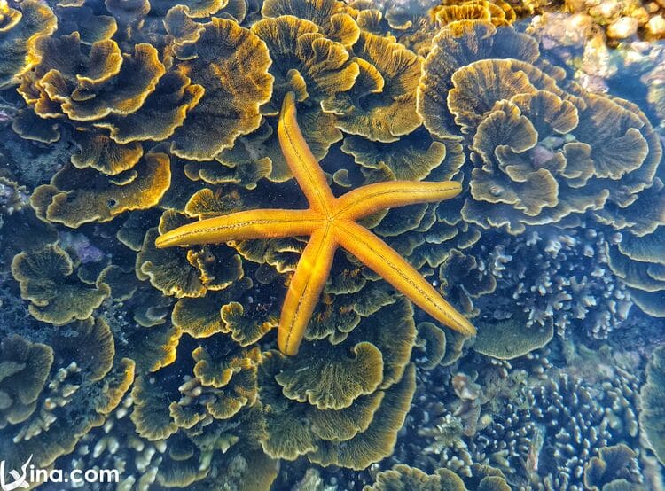 vietnam photos - photos of hon yen coral reefs