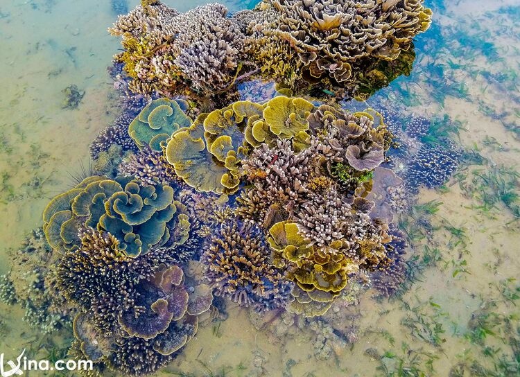 vietnam photos - photos of hon yen coral reefs