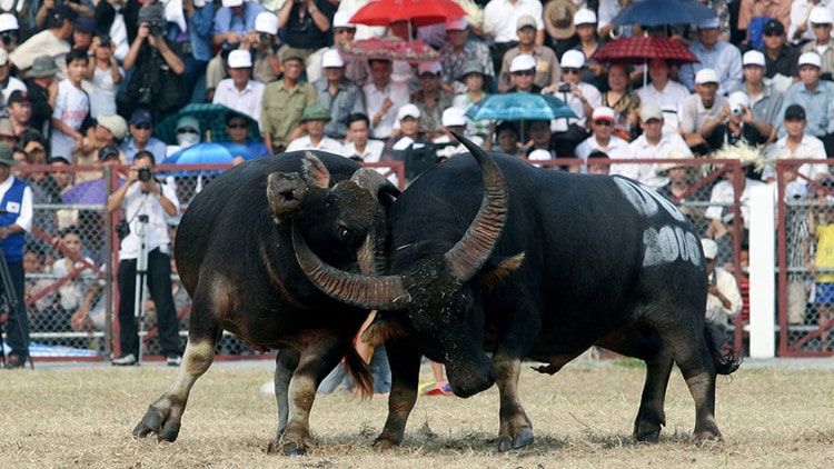 vietnam photos - do son buffalo fighting festival