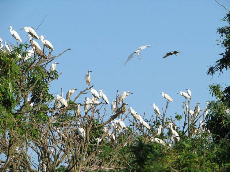 Bang Lang Bird Park – Bird Sanctuary In Can Tho