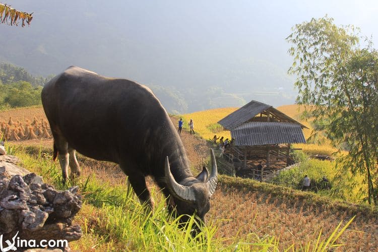 vietnam photos - hoang su phi terraced fields in harvest season 1