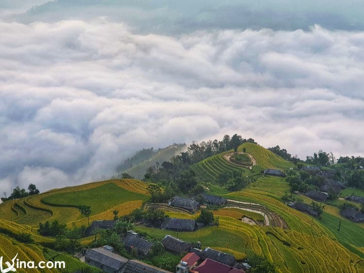 vietnam photos - hoang su phi terraced fields in harvest season 1