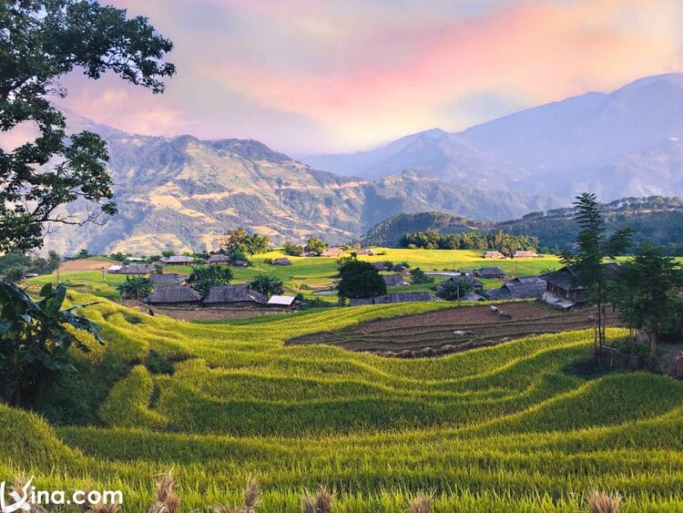 vietnam photos - hoang su phi terraced fields in harvest season 1