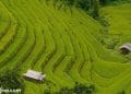 vietnam photos - phung village photos