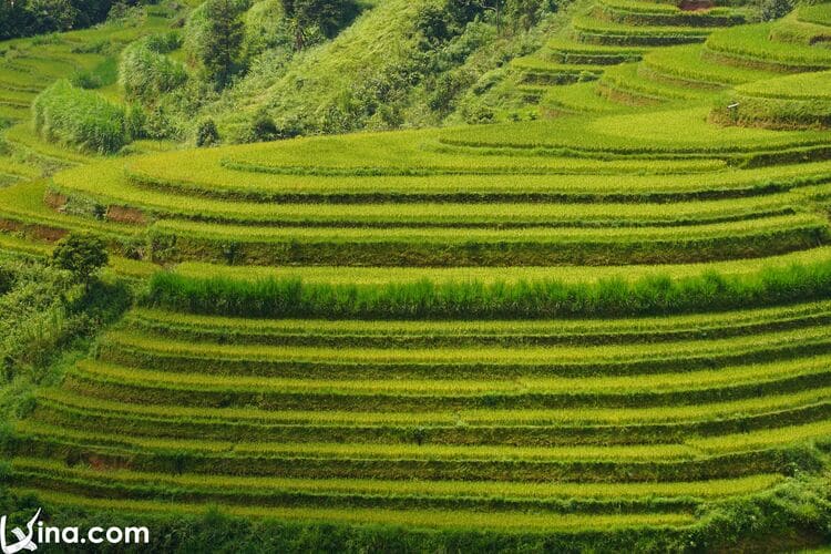 vietnam photos - phung village photos