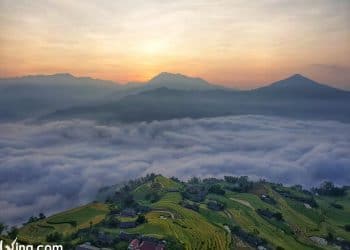 Phung Village Photos Of Ripe Terraced Rice Season In Ha Giang