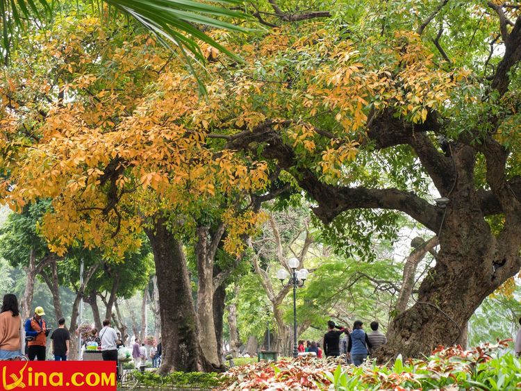 vietnam photos - hanoi in changing season photos