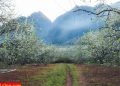 vietnam photos - photos of plum blossom season in moc chau