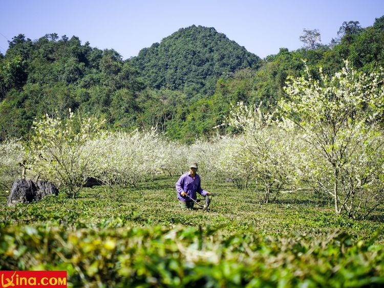 vietnam photos - photos of plum blossom season in moc chau