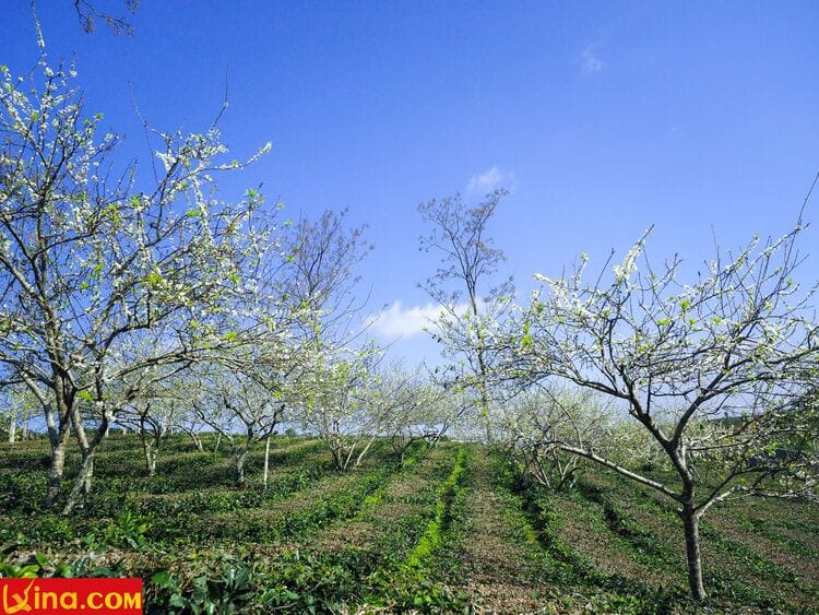 vietnam photos - photos of plum blossom season in moc chau