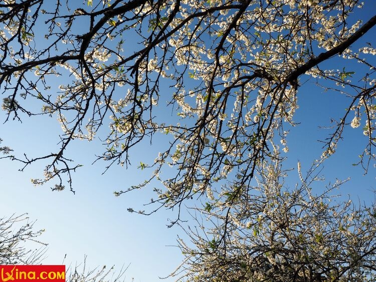 vietnam photos - photos of plum blossom season in moc chau