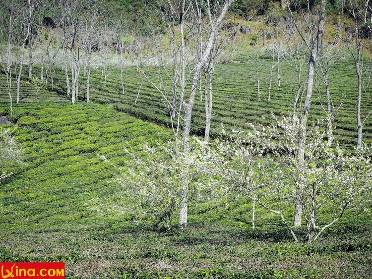 vietnam photos - photos of plum blossom season in moc chau