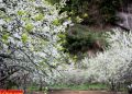 vietnam photos - photos of plum blossom season in moc chau