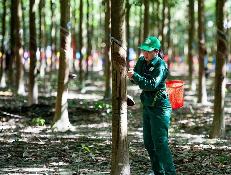 rubber group plans to build three processing plants in northern region